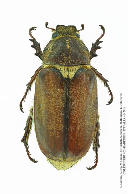 Anoxia villosa villosa, femmina